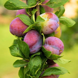 Саженцы Слива колоновидная Мой рай