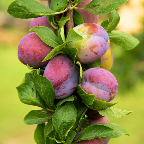 Саженцы Слива колоновидная Мой рай