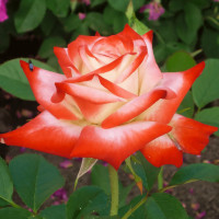 Саженцы Роза чайно-гибридная Императрица Фарах