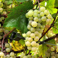 Саженцы Виноград Аврора