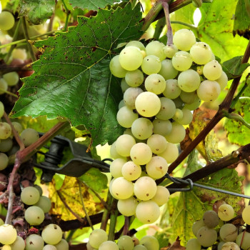 Саженцы Виноград Аврора