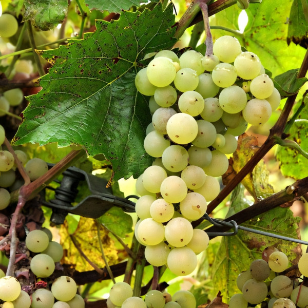 Саженцы Виноград Аврора