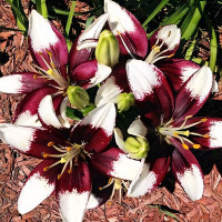 Луковицы  Лилия азиатская Tiny Padhye (Тайни Пэдхай) (3шт.)