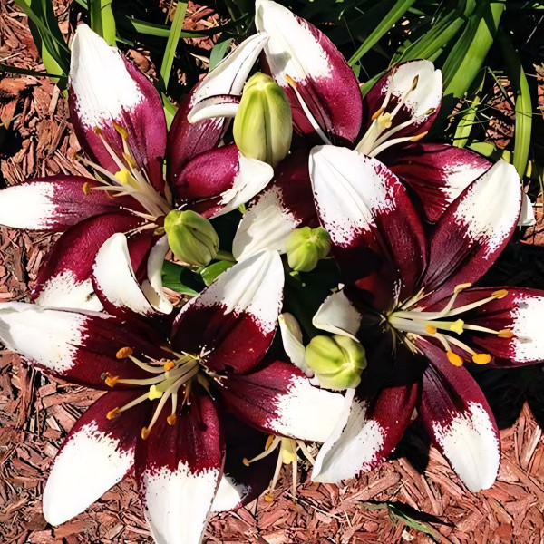 Луковицы  Лилия азиатская Tiny Padhye (Тайни Пэдхай) (3шт.)