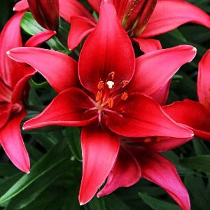  Лилия азиатская Tini Ghost (Тайни Гост)