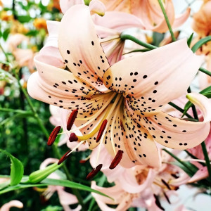  Лилия тигровая Pink Giant (Пинк Джиант)