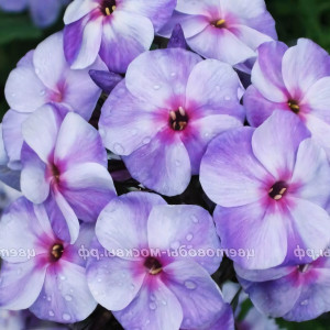 Саженцы Флокс Голубая отрада