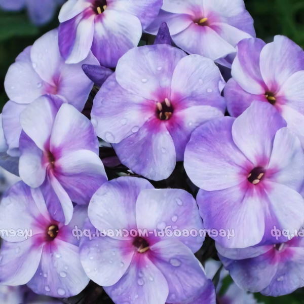 Саженцы Флокс Голубая отрада