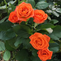 Саженцы Роза спрей Оранж Беби