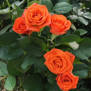 Саженцы Роза спрей Оранж Беби