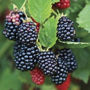 Саженцы Ежевика Честер Томас