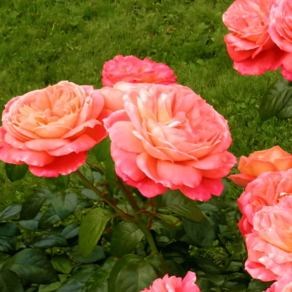 Саженцы Роза флорибунда Квин оф Хартс