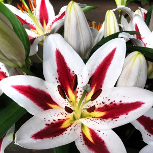  Лилия восточная Big Smile (Биг Смайл)