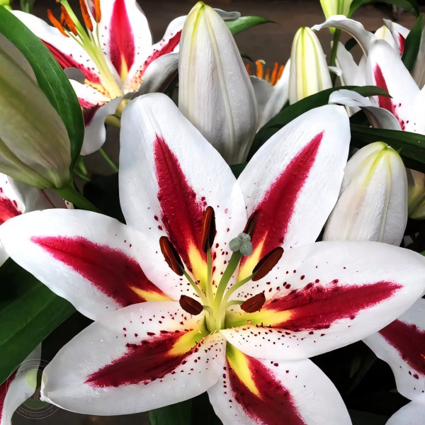 Луковицы  Лилия восточная Big Smile (Биг Смайл) (3шт.)