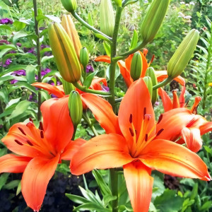  Лилия азиатская Brunello (Брунелло)