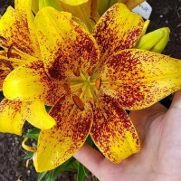 Луковицы  Лилия азиатская Tiny Nugget (Тайни Наггет) (3шт.)