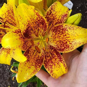  Лилия азиатская Tiny Nugget (Тайни Наггет)