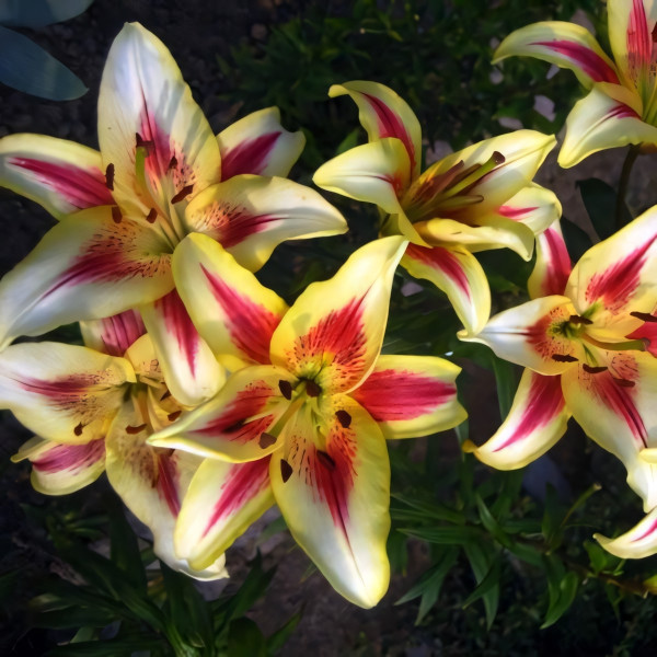 Луковицы  Лилия ОА гибрид Sunny Crown (Санни Краун) (3шт.)