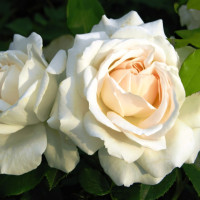 Саженцы Роза флорибунда Космос