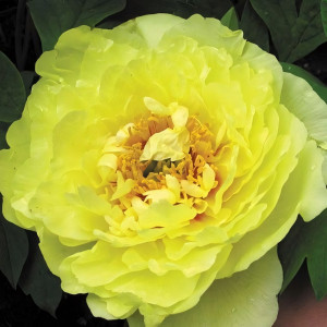 Саженцы Пион Yellow Crown (Йеллоу Краун)