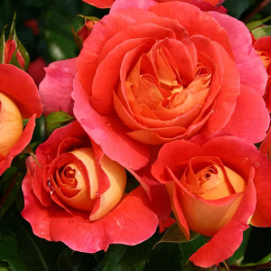 Саженцы Роза флорибунда Братья Гримм