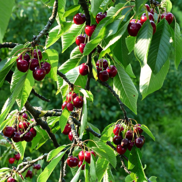 Саженцы Черешня Кордия