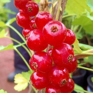 Саженцы Смородина красная Ролан