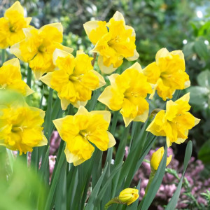 Нарцисс сплит-корона Шантерель (в упаковке - 3шт.)