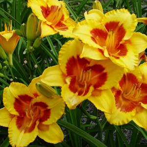 Саженцы Лилейник Blackberry Sherbert (Блекбери Щербет)