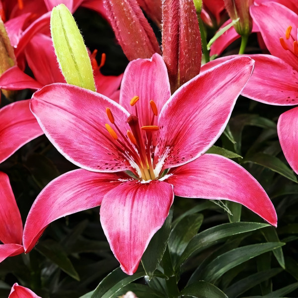 Луковицы  Лилия азиатская Pippa's Joy (Пиппаз Джой) (3шт.)