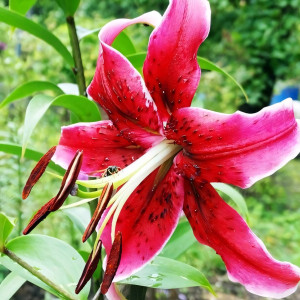  Лилия ОТ гибрид Miss Feya (Мисс Фея)