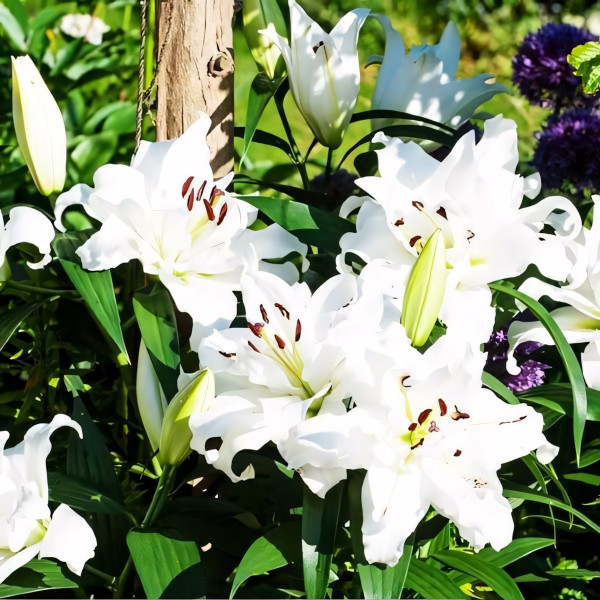 Луковицы Саженцы Лилия ОТ гибрид White Eyes (Уайт Айз) (3шт.)