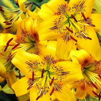 Луковицы  Лилия тигровая Yellow Bruse (Йеллоу Брюсе) (3шт.)