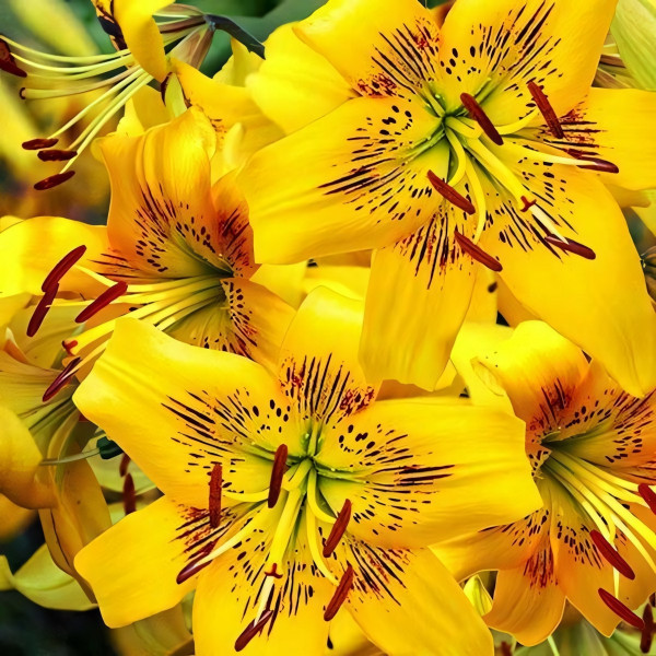 Луковицы  Лилия тигровая Yellow Bruse (Йеллоу Брюсе) (3шт.)