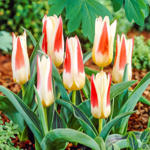 Тюльпан Кауфмана Иоганн Штраус (в упаковке - 3шт.)