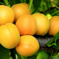 Саженцы Абрикос Царский