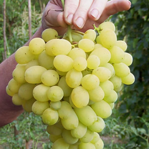 Саженцы Виноград Лора