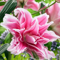 Луковицы  Лилия восточная Roselily Isabella (Розели Изабелла) (3шт.)