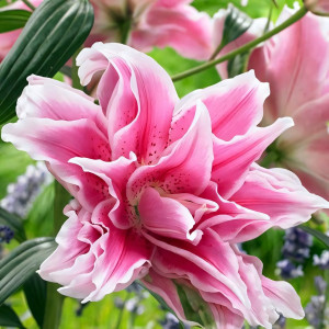  Лилия восточная Roselily Isabella (Розели Изабелла)