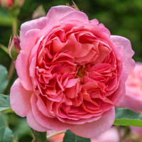 Саженцы Роза английская Боскобель