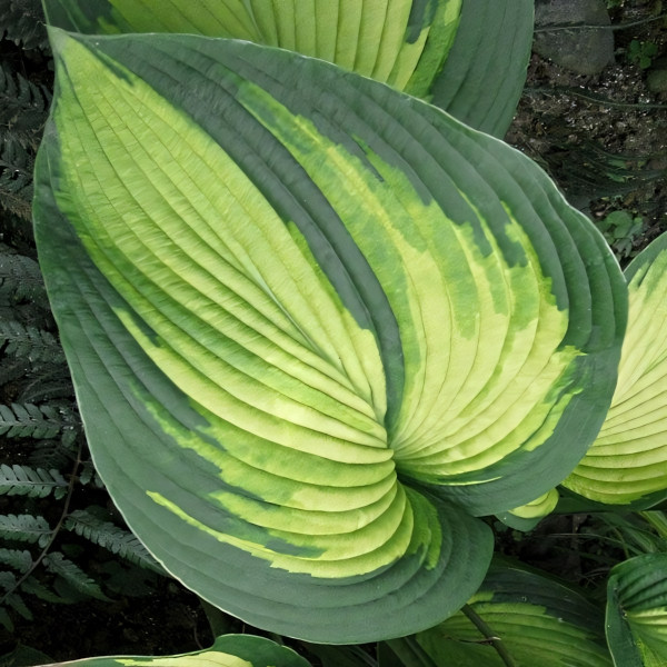 Саженцы Хоста Margie's Angel (Марджис Энджел) L