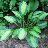 Саженцы Хоста T-Dawg (Ти-Давг) М
