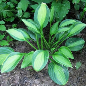 Саженцы Хоста T-Dawg (Ти-Давг) М