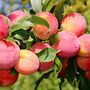 Саженцы Слива Память Тимирязева