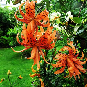  Лилия тигровая Flore Pleno (Флора Плена)