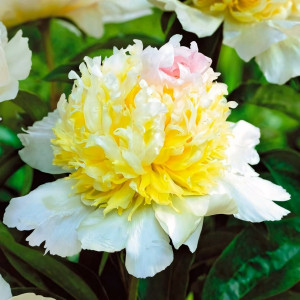 Саженцы Пион Top Brass (Топ Брасс)