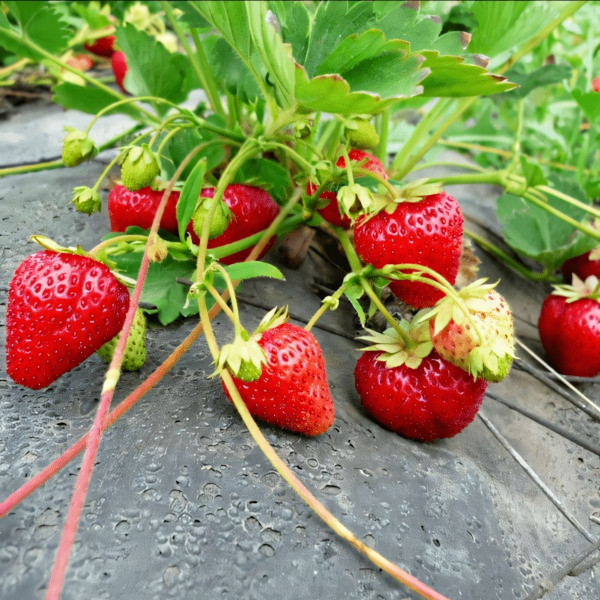 Саженцы Земляника Корона, 5шт.