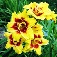 Саженцы Лилейник Mount Helena (Маунт Хелена)