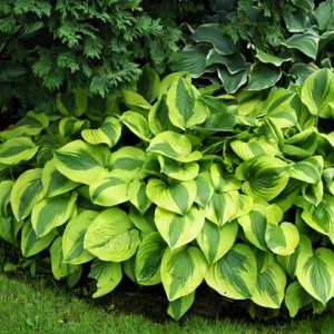 Саженцы Хоста Moon Split (Мун Сплит) М