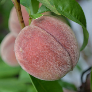 Саженцы Персик Пушистый Ранний